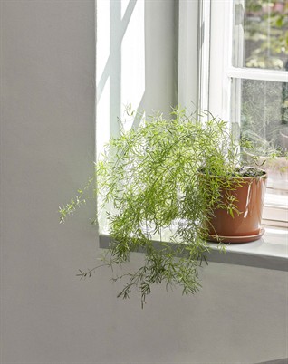 Botanical Family Urtepotte M - Caramel